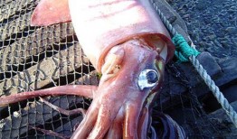 大王乌贼视频,大王乌贼的神秘世界揭秘